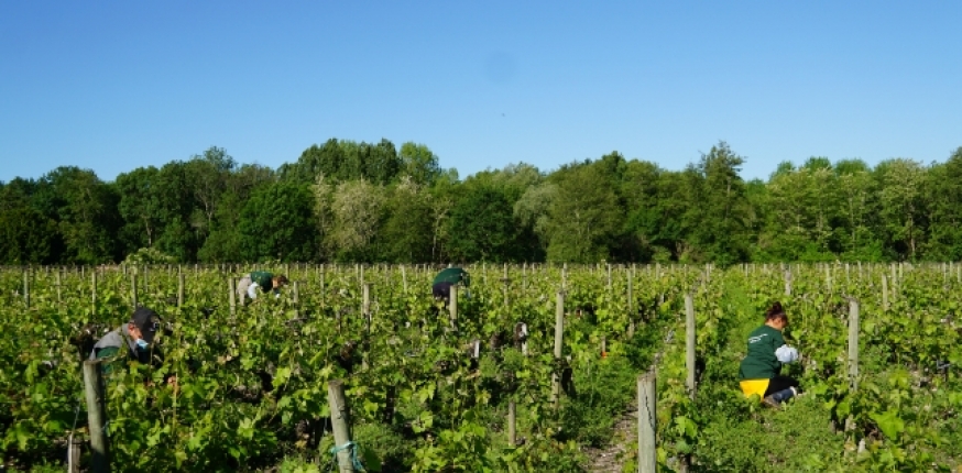 Lire la suite à propos de l’article La viticulture, grande oubliée du plan de relance de l’État