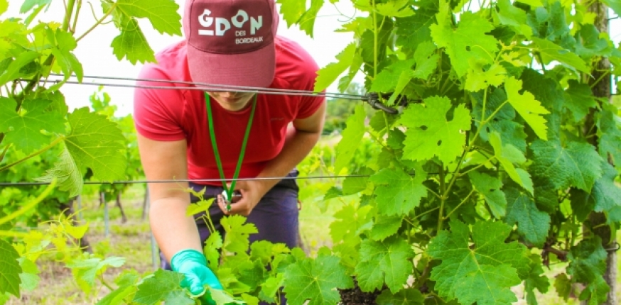 Lire la suite à propos de l’article GDON des Bordeaux : l’année 2020 au rythme de la cicadelle