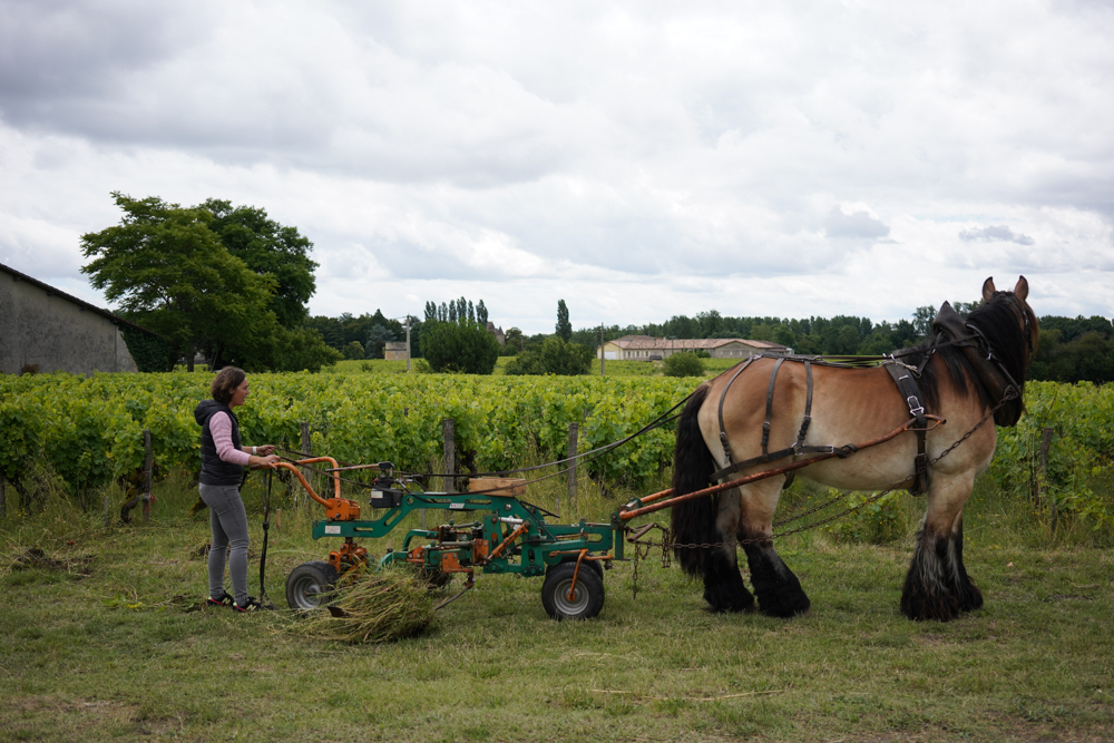 Lire la suite à propos de l’article Sauternes et Barsac : créativité et solidarité pour surmonter les difficultés