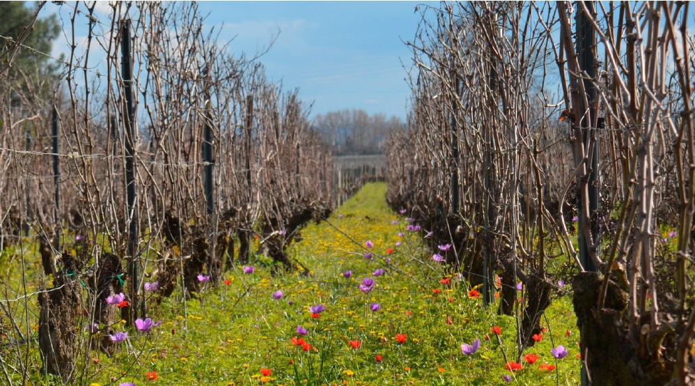 Lire la suite à propos de l’article Couverts végétaux : être prêt à semer après les vendanges