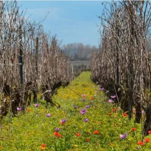 couverts végétaux entre rang de vignes