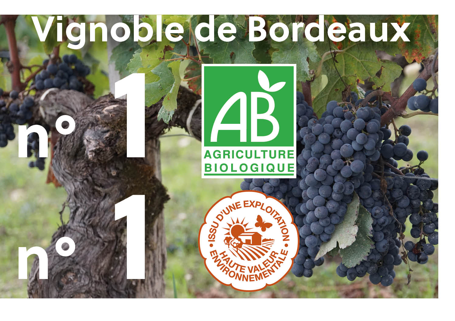 Bordeaux, vignoble leader des certifications environnementales