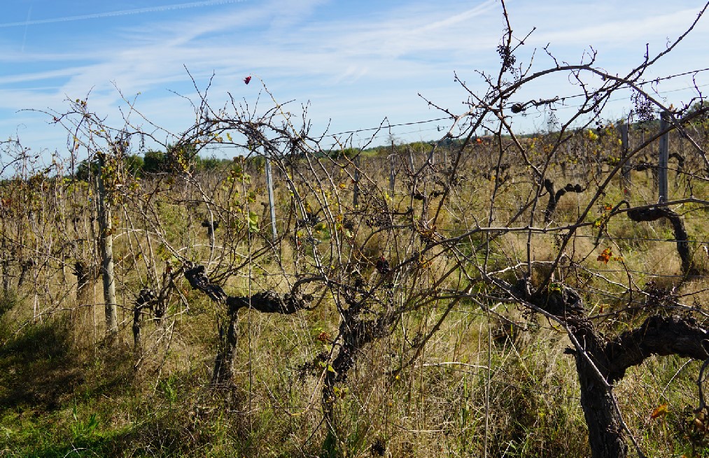 Lire la suite à propos de l’article FGVB : création d’un groupe de travail sur les vignes en friche