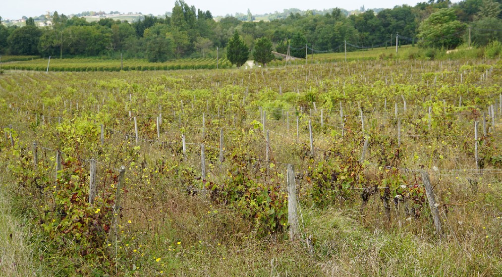 Lire la suite à propos de l’article Vignes en friche : un groupe de travail de la FGVB en action