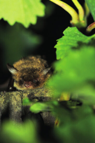 une chauve-souris dans les vignes
