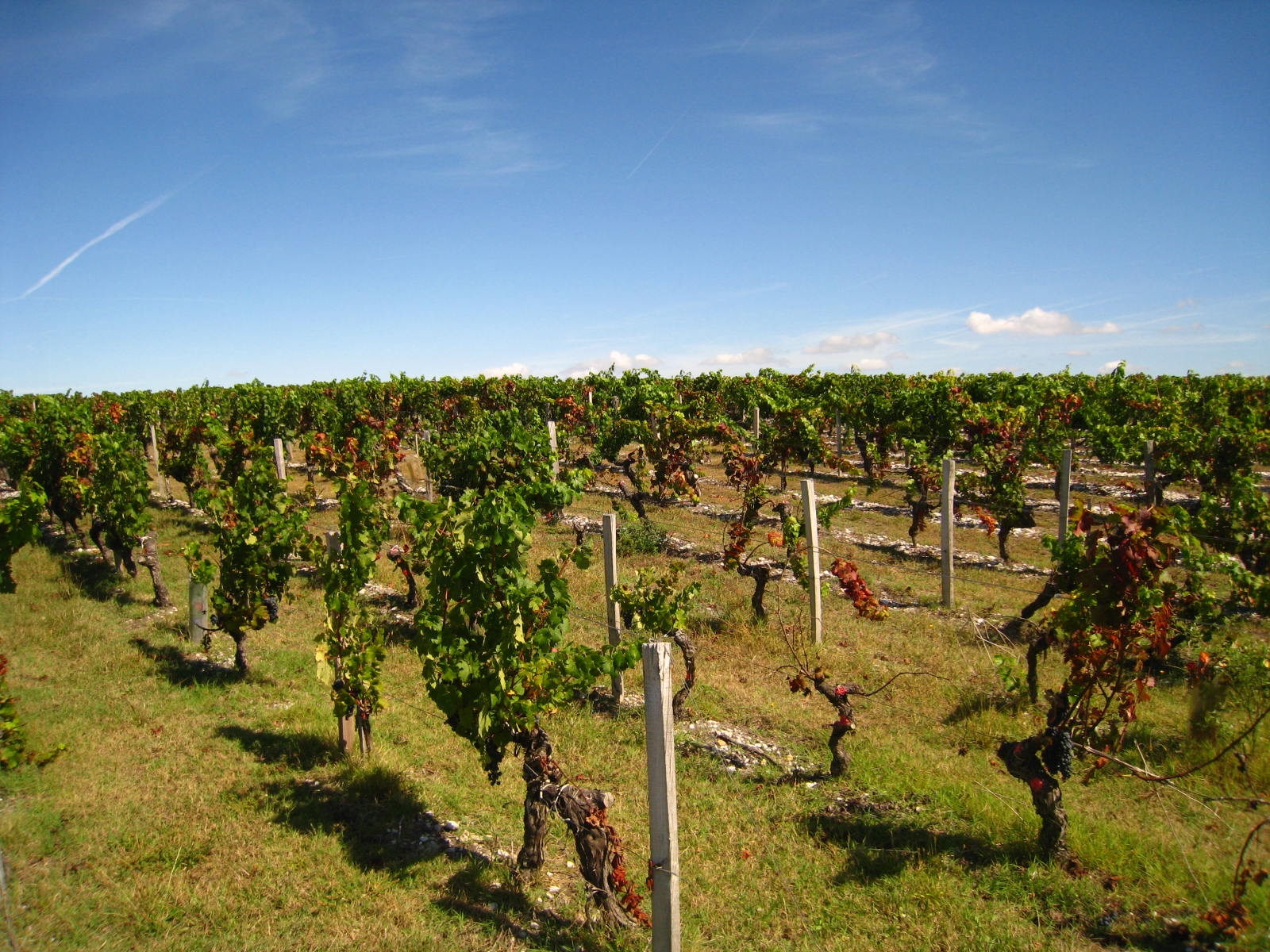 Lire la suite à propos de l’article Arrachage sanitaire des vignes en Gironde : ouverture prochaine du guichet de dépôt des demandes