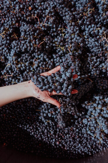 une main prend une grappe de raisins entière non éraflée parmi d'autres