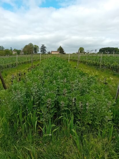 un couvert végétal de Féveroles dans un rang de vignes