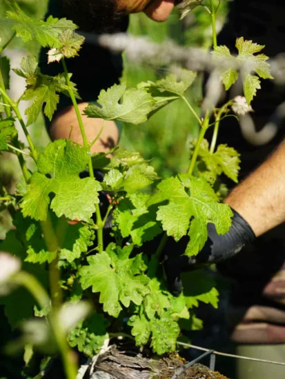 un salarié viticole travaille dans une parcelle de vignes en Gironde