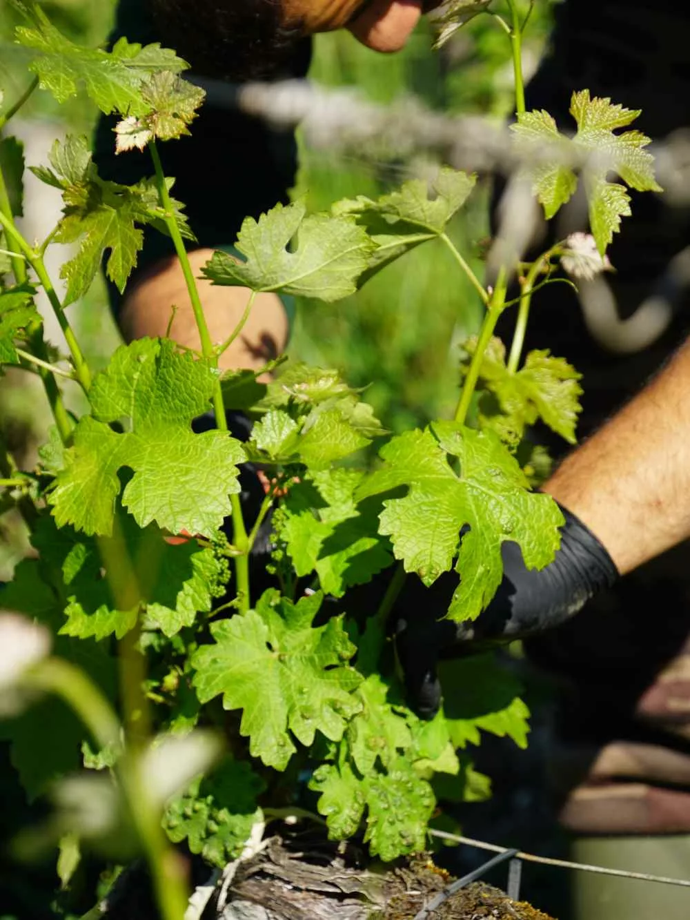 un salarié viticole travaille dans une parcelle de vignes en Gironde