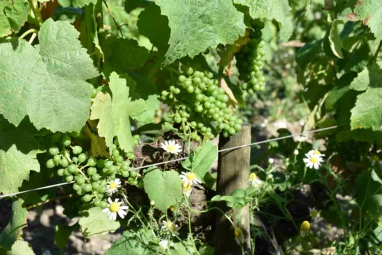 des marguerites dans un rang de vignes bordelaises