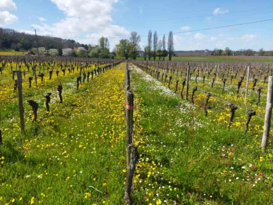 diverses fleurs entre les rangs de vignes