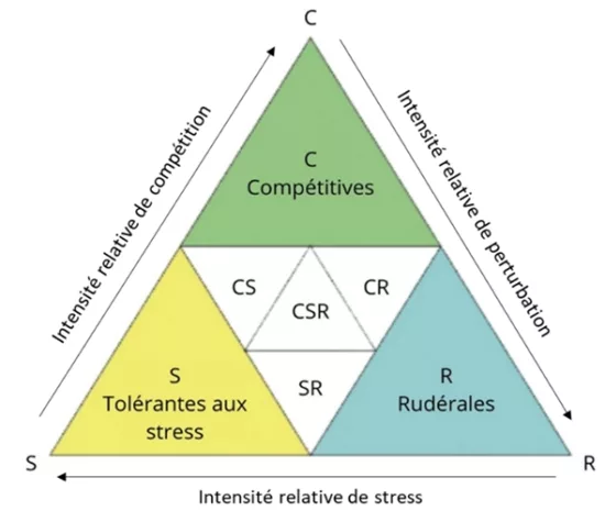 Schéma des classes de Grime permettant de caractériser les stratégies des espèces
