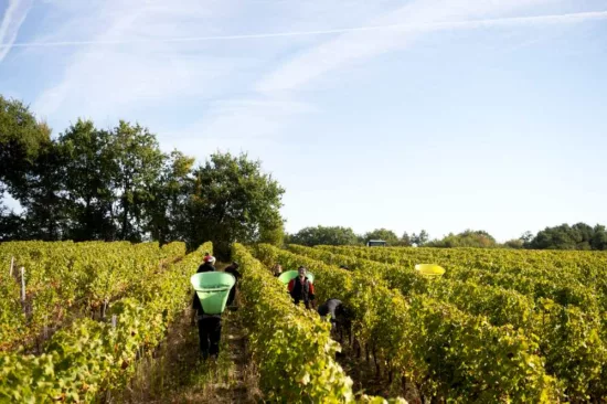travailleurs dans les rangs de vigne pendant les vendanges