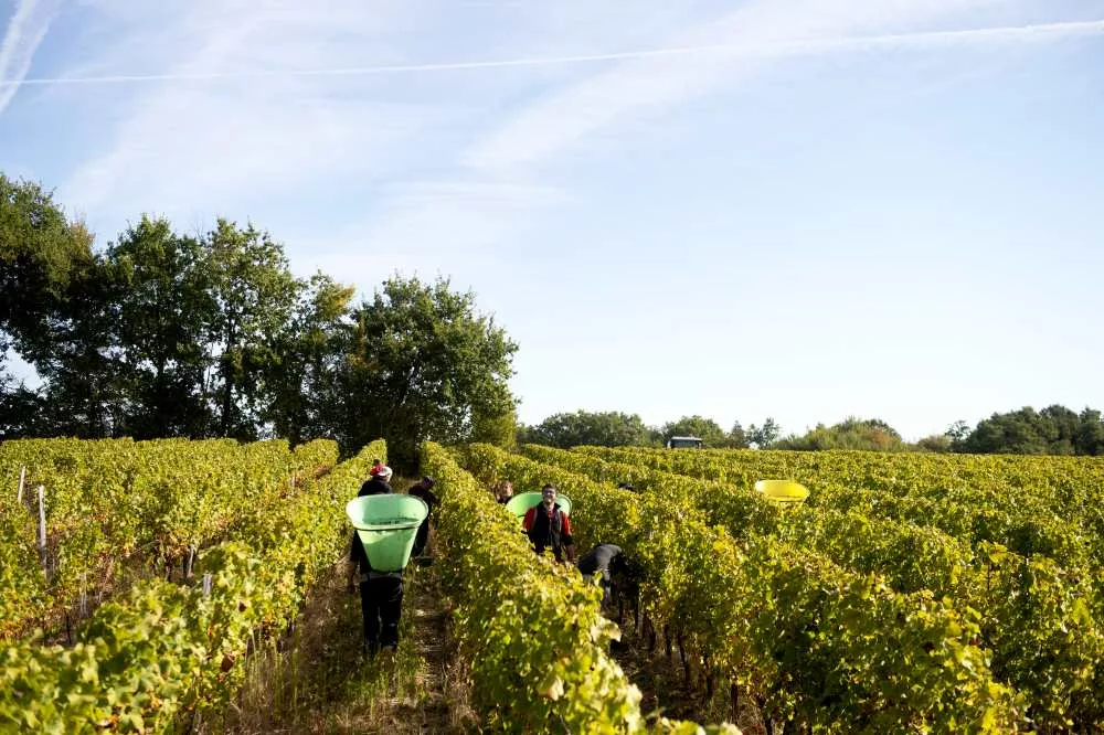 travailleurs dans les rangs de vigne pendant les vendanges
