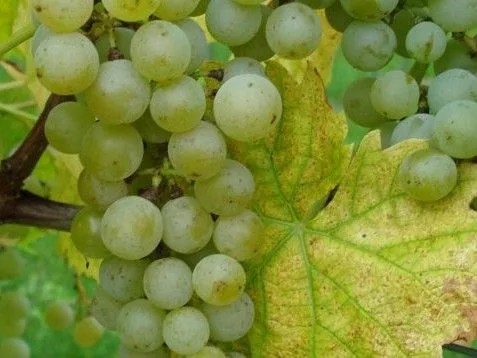 grappe de muscaris B, cépage résistant