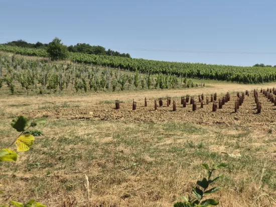 paysage de plants de vignes à différents stades d'avancement au Château Pey La Tour dans l'Entre-deux-Mers