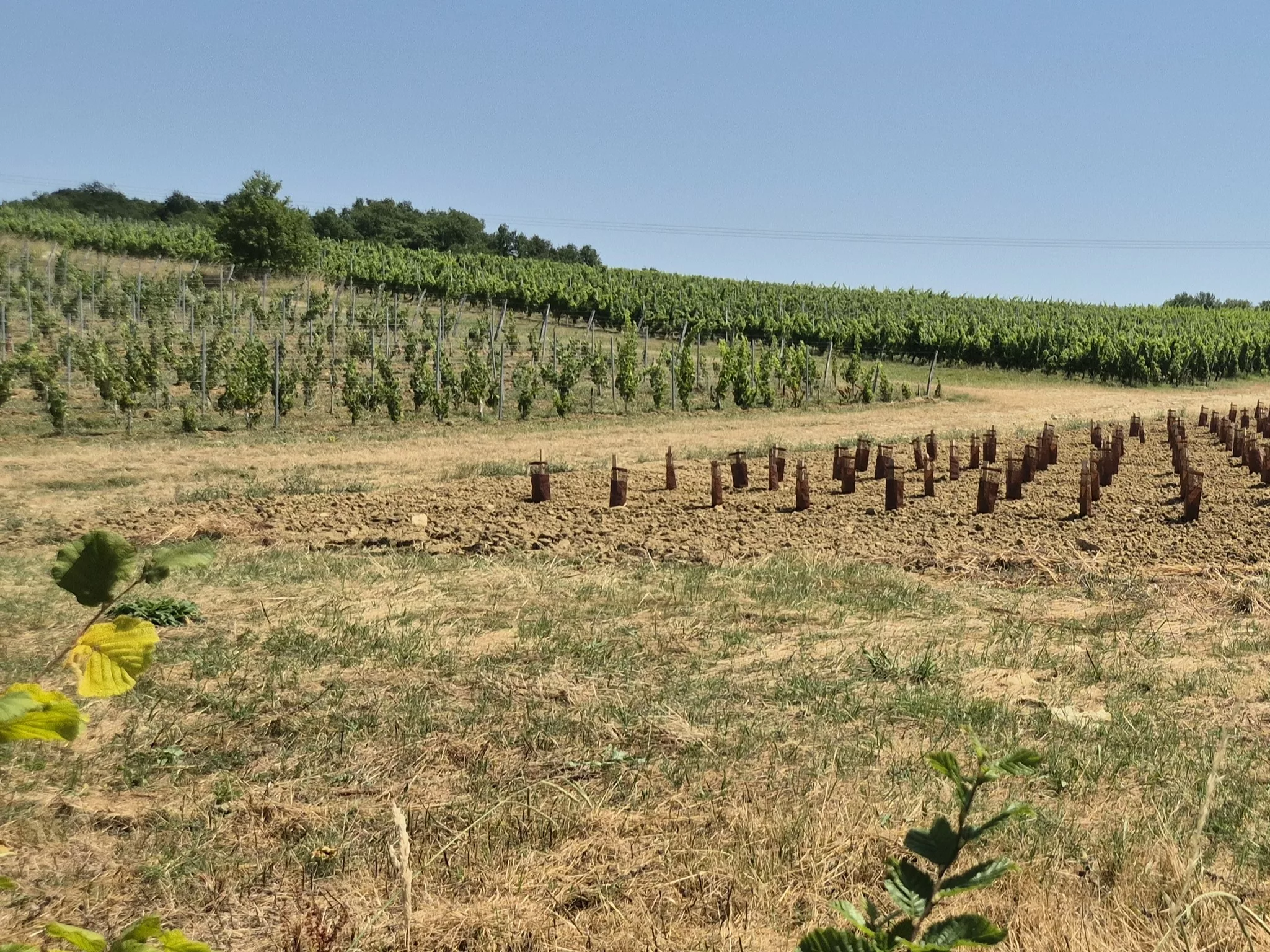 paysage de plants de vignes à différents stades d'avancement au Château Pey La Tour dans l'Entre-deux-Mers
