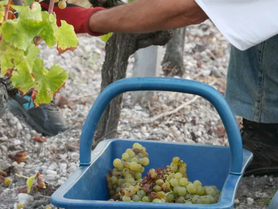 vendanges à la main