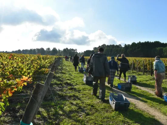 conseils pratiques vendanges 2024 bordeaux