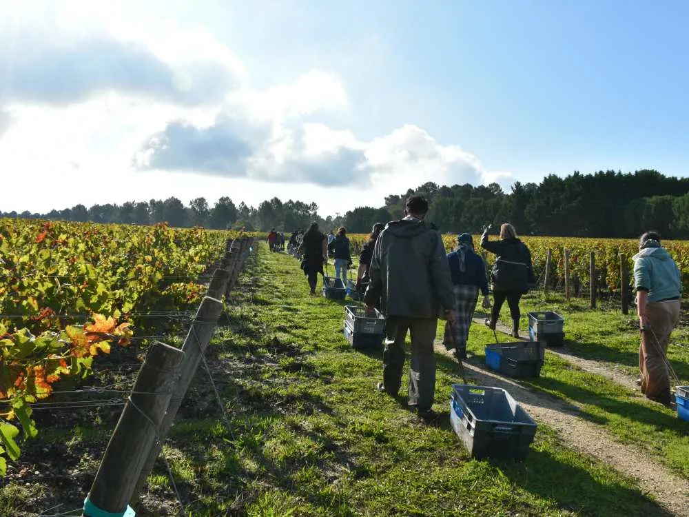 conseils pratiques vendanges 2024 bordeaux