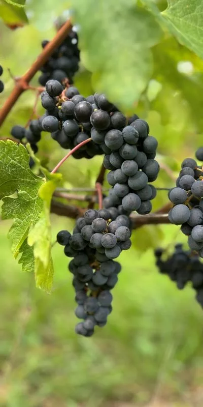 raisins dans les vignes à bourg en septembre avant vendanges