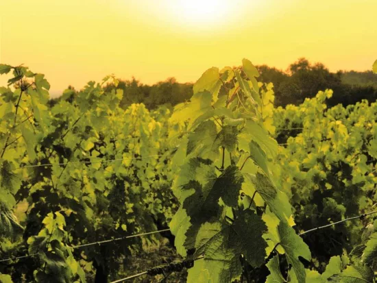 vignes sous un soleil caniculaire