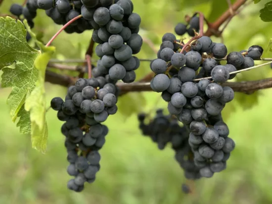 raisins dans les vignes à bourg en septembre avant vendanges