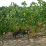 Vignes avec un déficit hydrique modéré dans le vignoble bordelais, Gironde