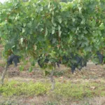 Vignes sans déficit hydrique dans le vignoble bordelais, Gironde