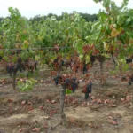 Vignes en stress hydrique marqué dans le vignoble bordelais, Gironde