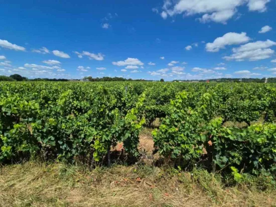 vignes en été sur la route de Cadillac