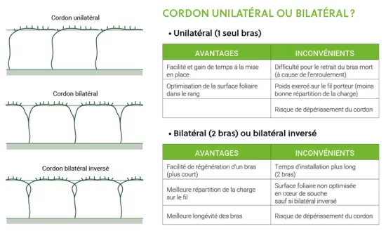 cordon unilatéral ou bilatéral