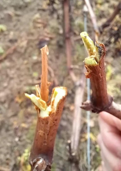 coupe de prétaillage de vigne