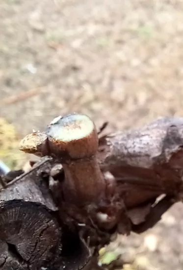 coupe avec une taille mécanique de précision