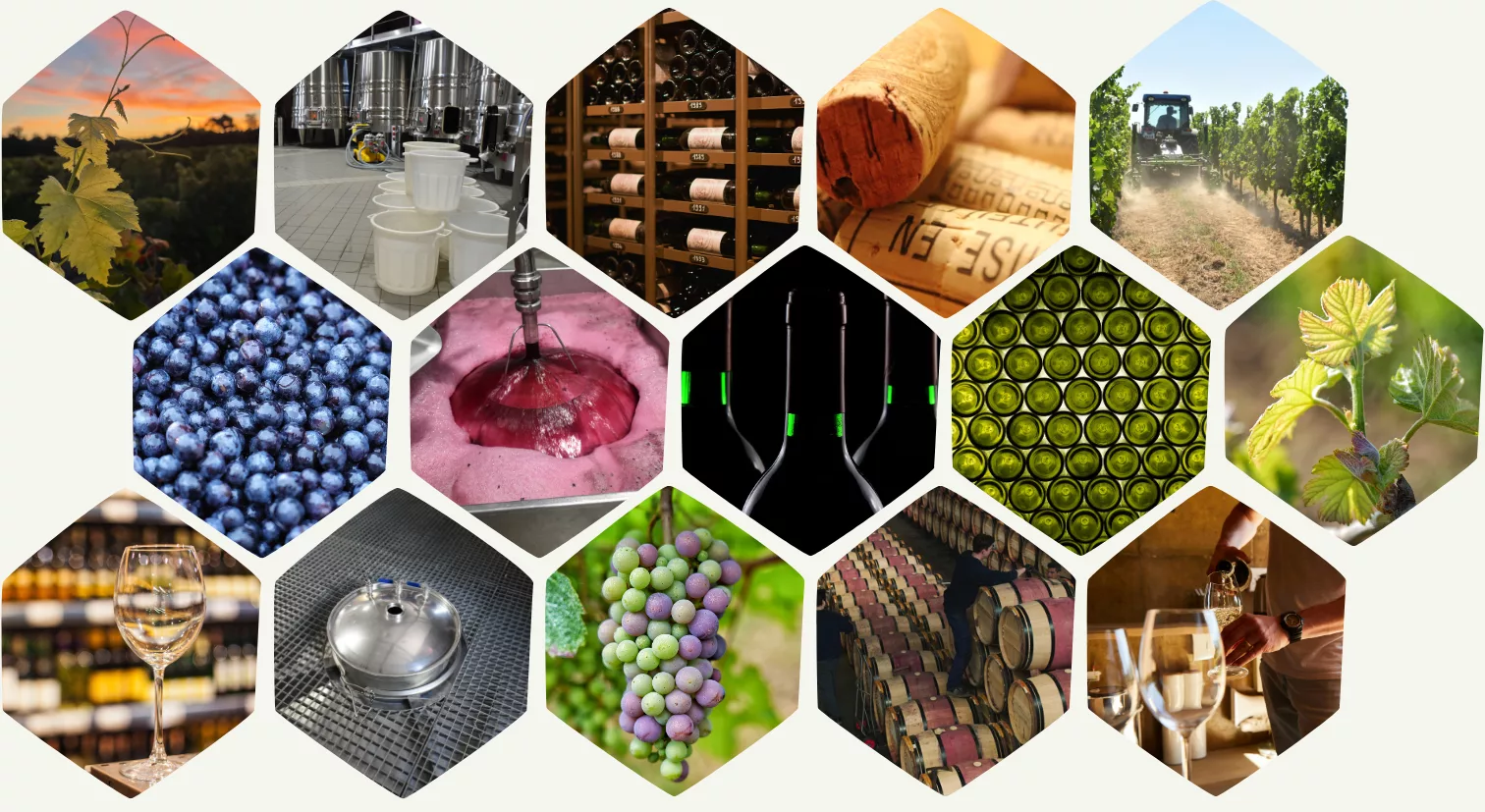 collage de différentes photos illustrant les différentes étapes de production viticole et de vin