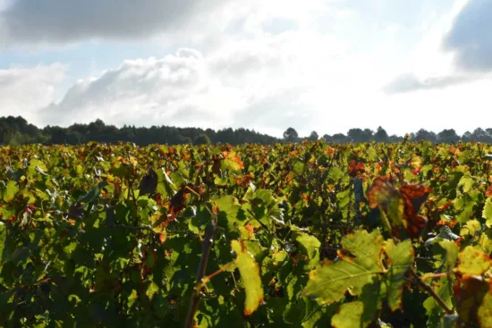 vignes en gironde