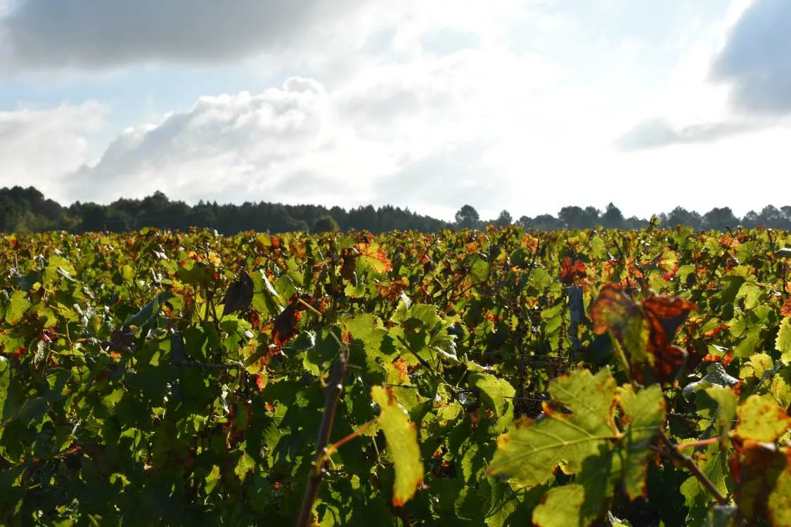 vignes en gironde