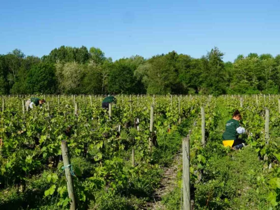 vignes à bordeaux gironde