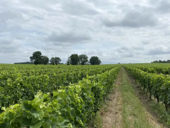 vignes à preignac