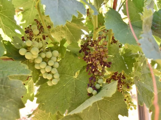Mildiou sur feuilles et sur grappes