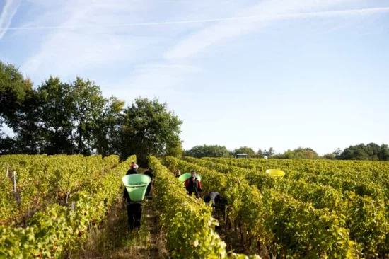 saisonniers dans les vignes au moment de la vendange