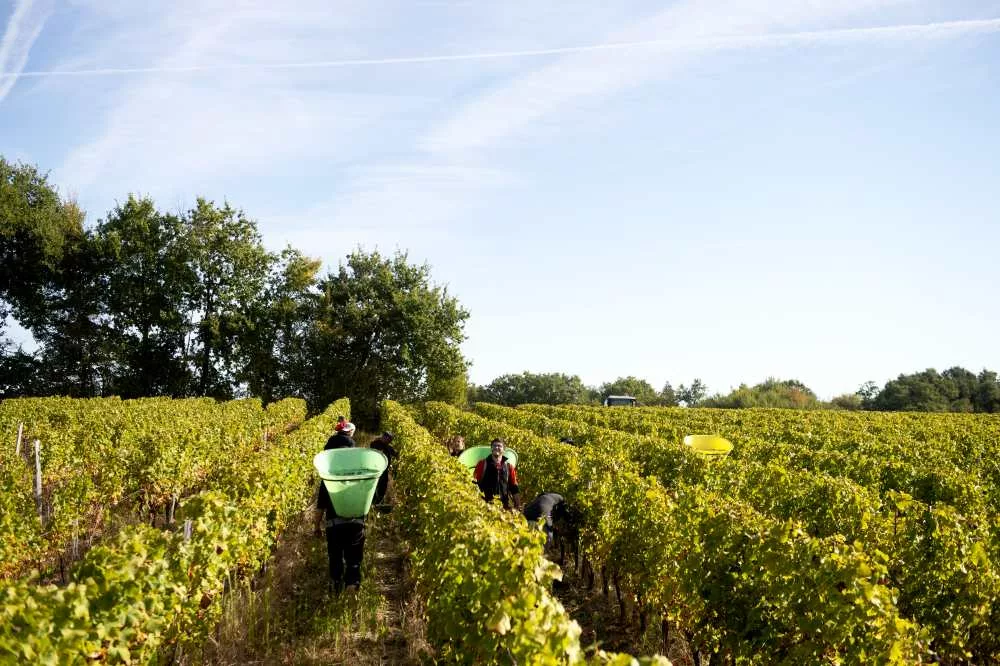 saisonniers dans les vignes au moment de la vendange