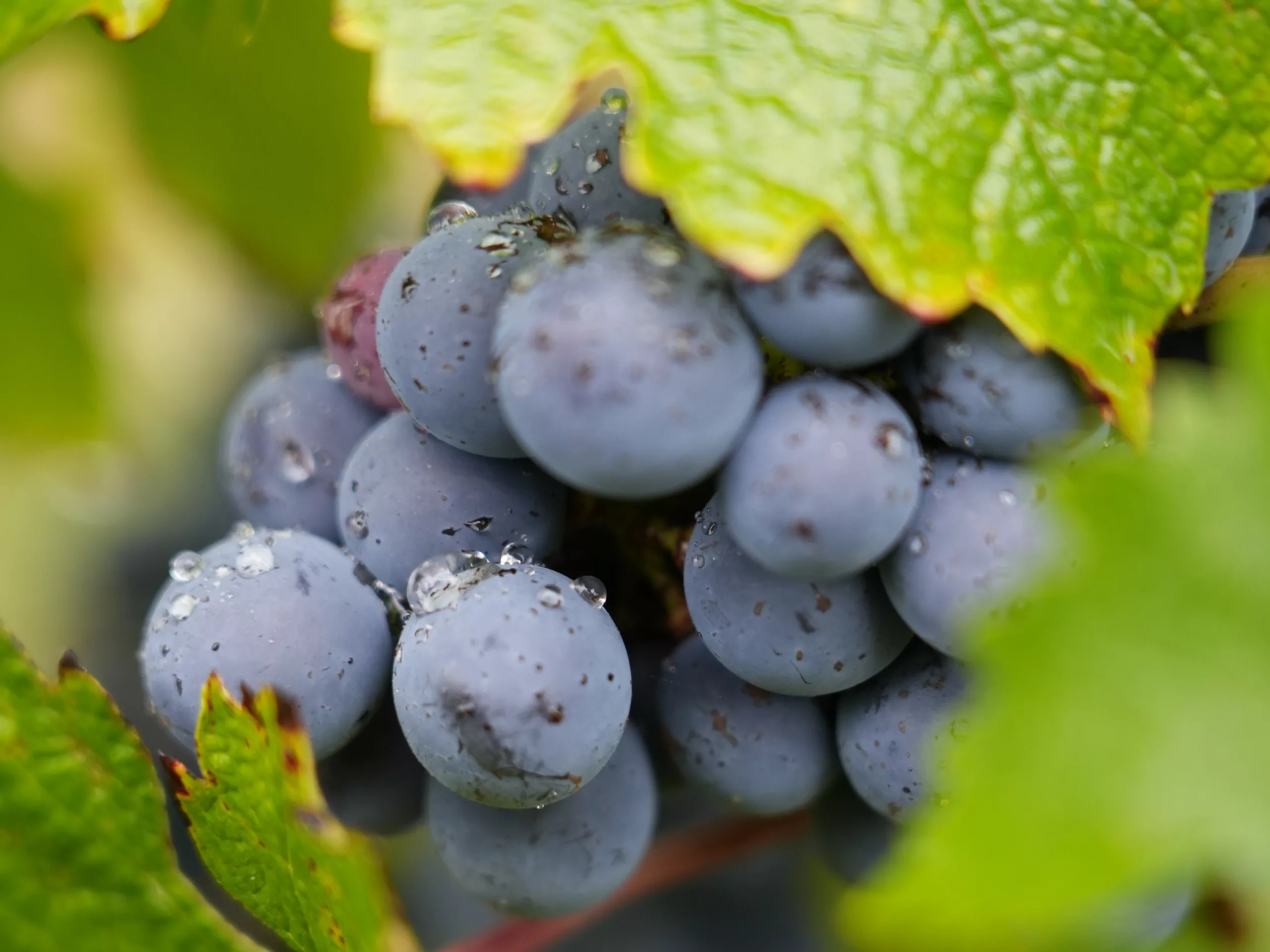 raisins du millésime 2025