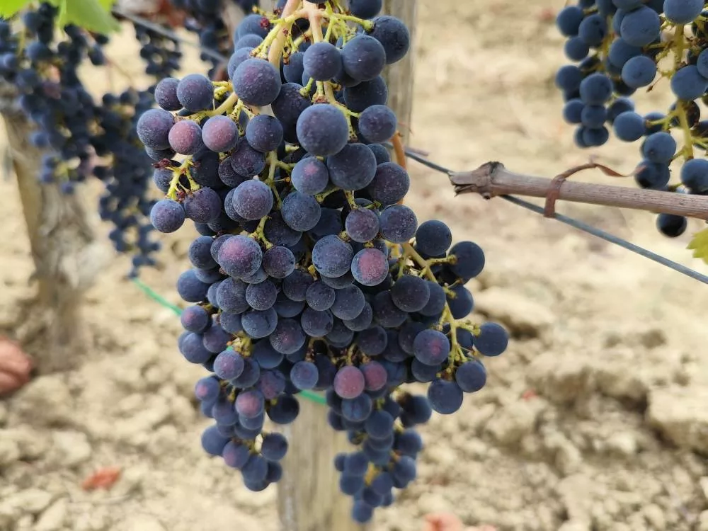photo de brûlures solaires avec dégradation des anthocyanes de la pellicule sur Merlot