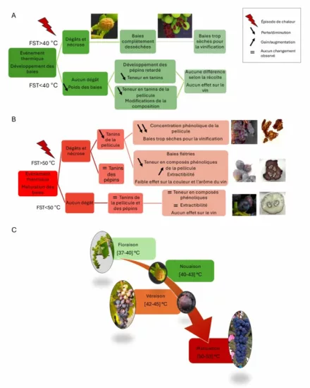 Figure 1 - Effet des épisodes de chaleur avant (A) et après la véraison (B) sur le développement des baies et la composition du raisin et du vin en fonction de la température à la surface du fruit (FST) et (C) Plages de températures à la surface des baies à partir desquelles des dégâts létaux peuvent survenir pour les fleurs et les baies de Vitis vinifera. 
