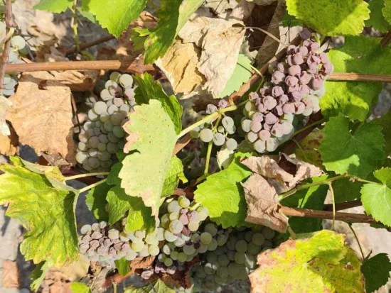 Nécrose des baies sur raisin blanc