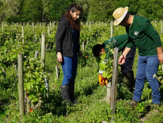 des salariés viticoles dans les vignes