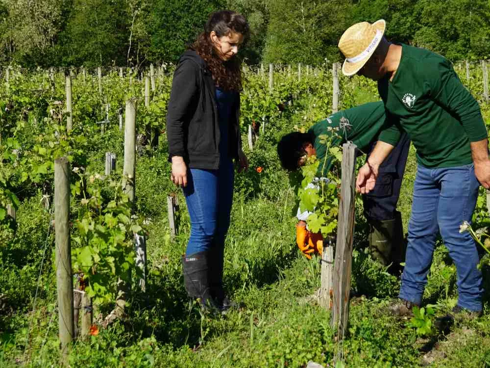 des salariés viticoles dans les vignes