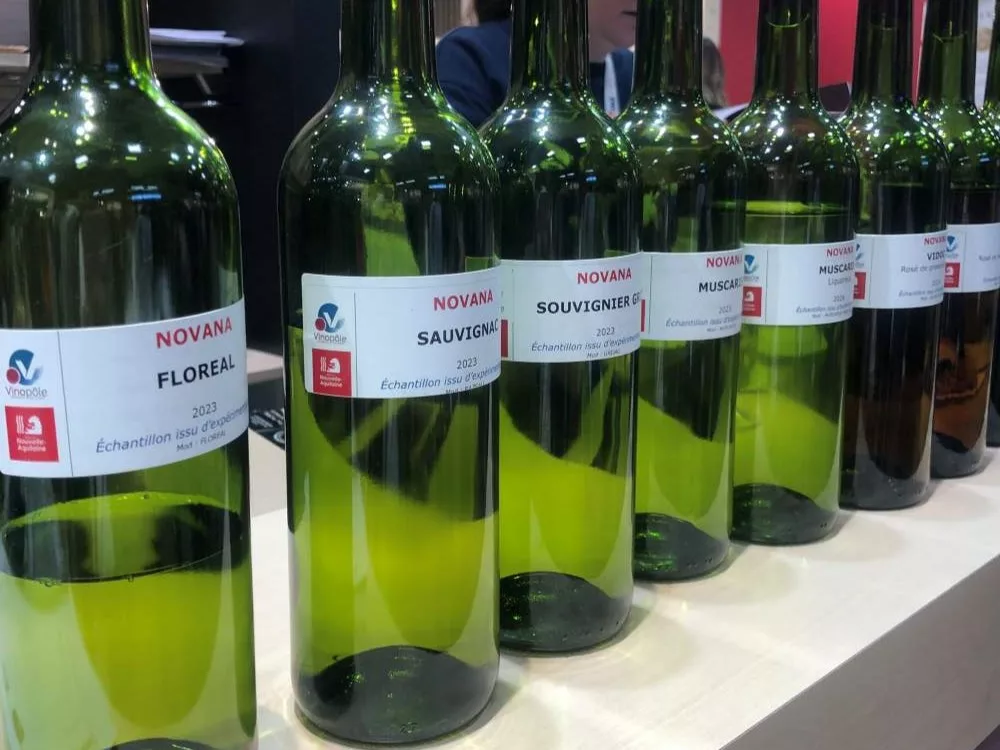 vins issus d'expérimentation de vifa variété d'intérêt à fin d'adaptation